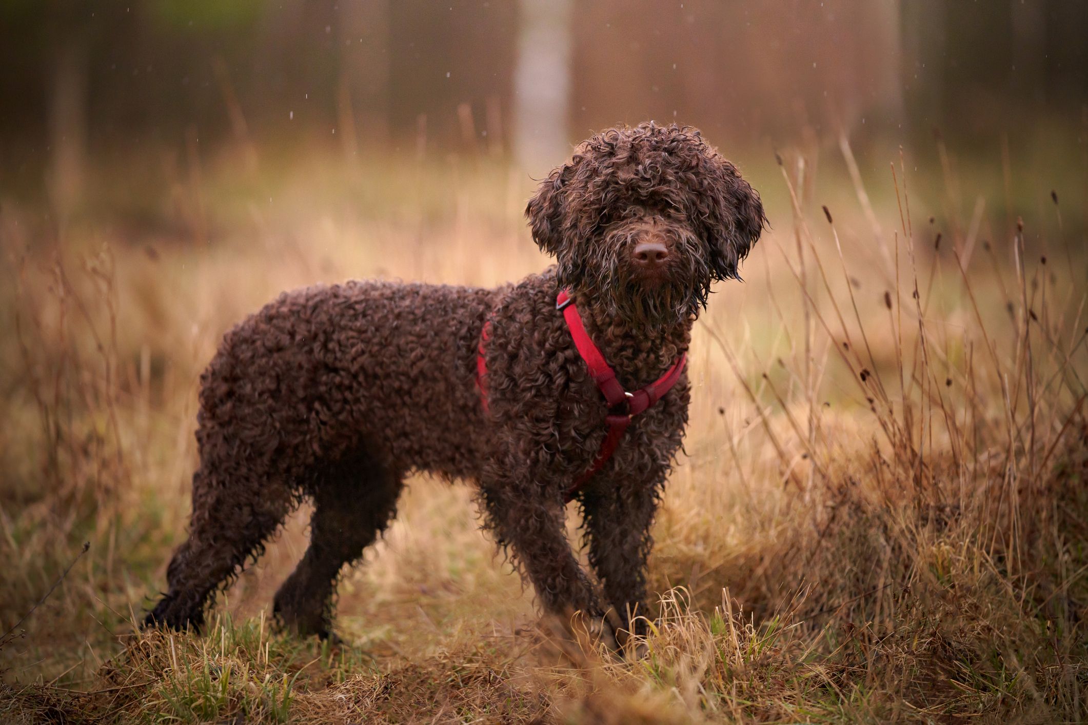 small chocolate dog breeds