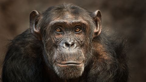 portrait of a male chimpanzee