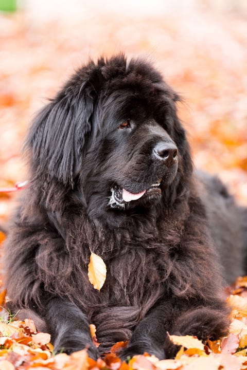 Newfoundland dog