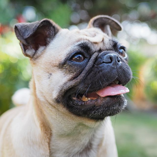 pugs can no longer be considered "typical dogs" due to health issues
