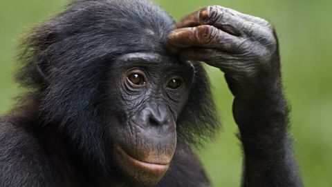 portrait of adolescent bonobo