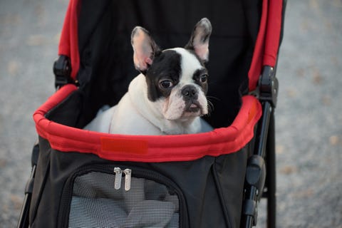 22年最新 ペットカート バギー 犬用カート のおすすめ15選 エアバギーなど折りたたみ可能も