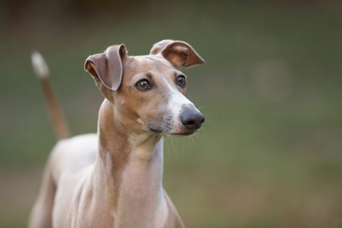 portrait of an italian greyhound