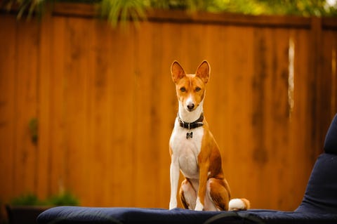 Basenji sentado