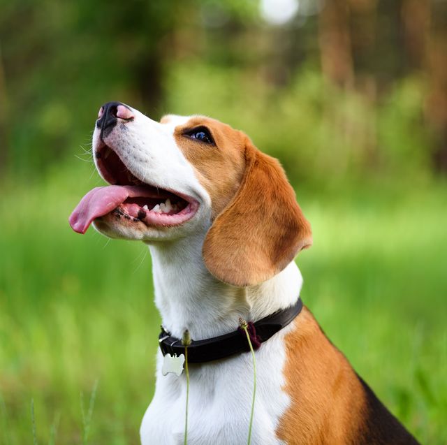 portrait of beagle dog outdoors
