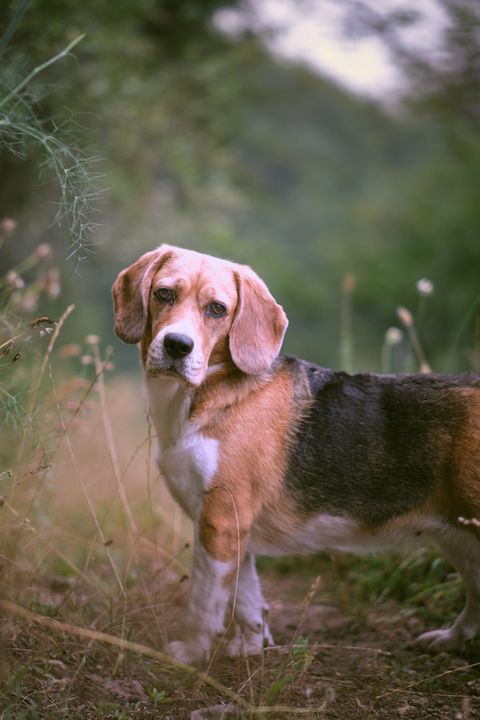 portrait of beagle standing on field,asturias,spain