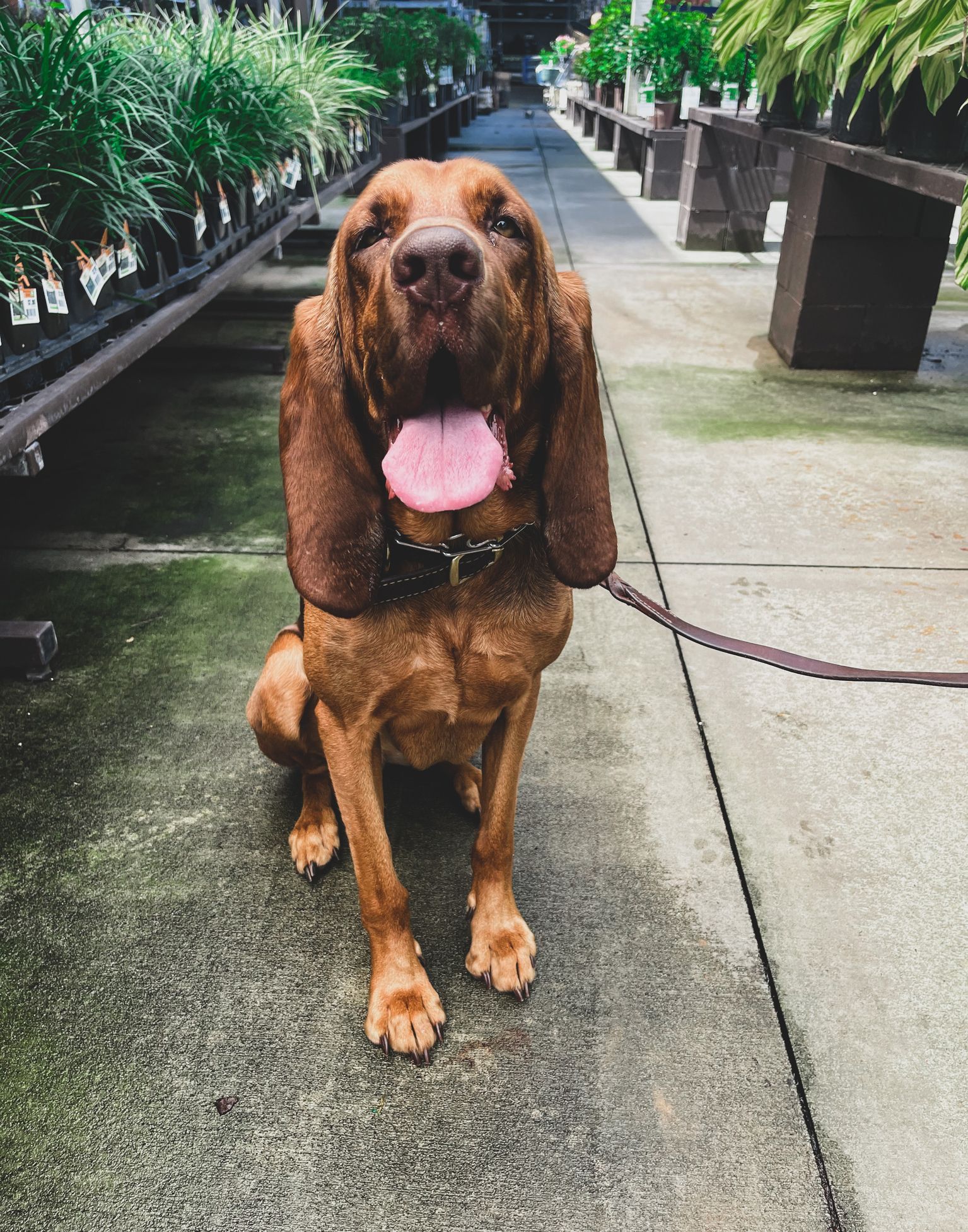 a brown dog breed