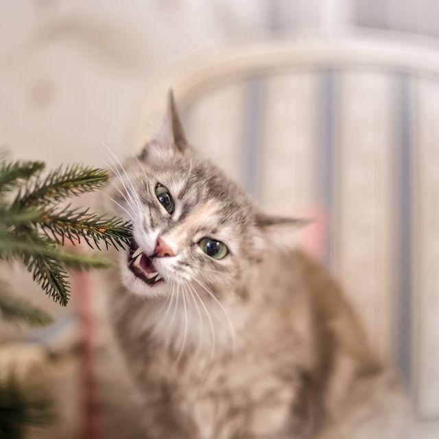 症状と対策 犬 猫が食べると危険なクリスマスシーズンの 有毒植物