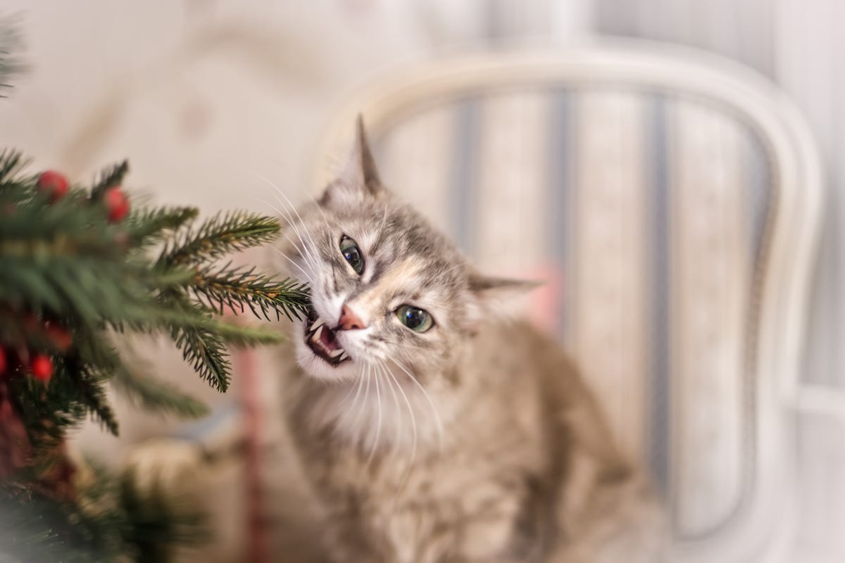 症状と対策 犬 猫が食べると危険なクリスマスシーズンの 有毒植物