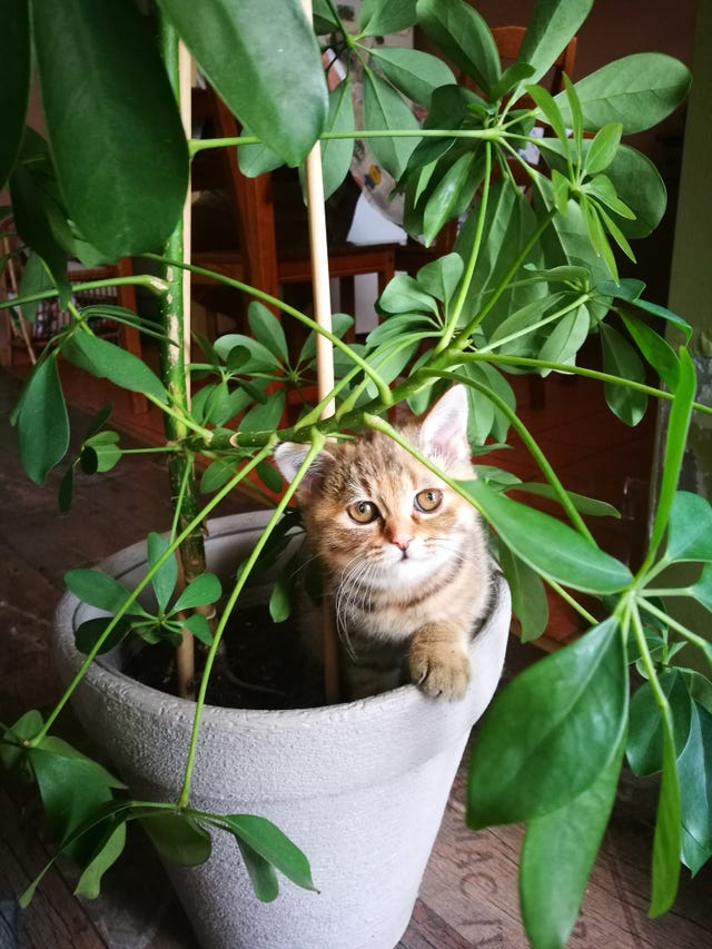 12 Plants Safe for Cats