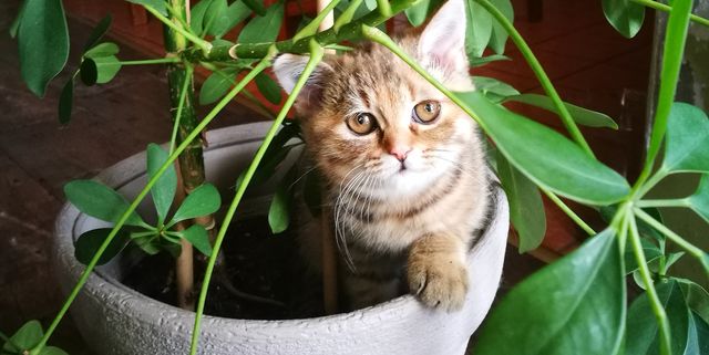 What Indoor Plants Are Toxic To Cats