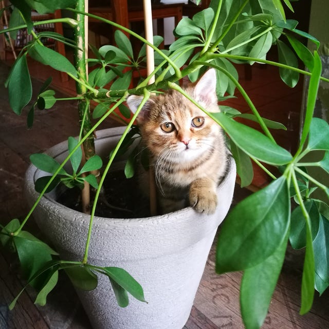 12 Plants Safe for Cats