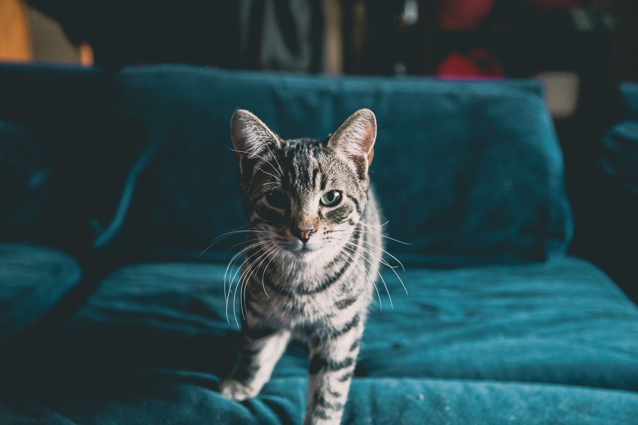 Best Cat Breeds for First-Time Owners 