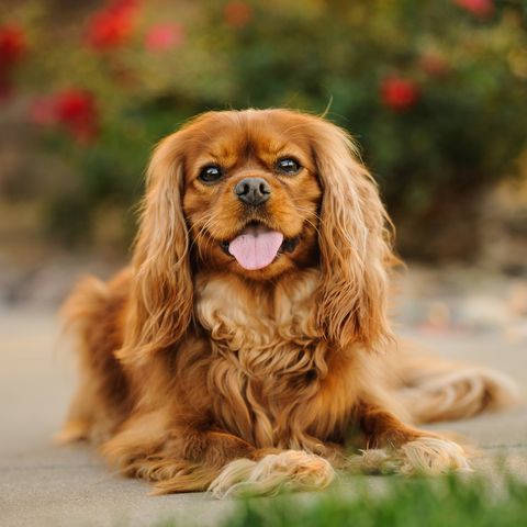 portrait of cavalier king charles spaniel sticking out tongue
