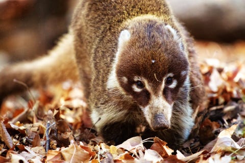 Portrait of coatimundi, Ramsey Canyon, Arizona, USA