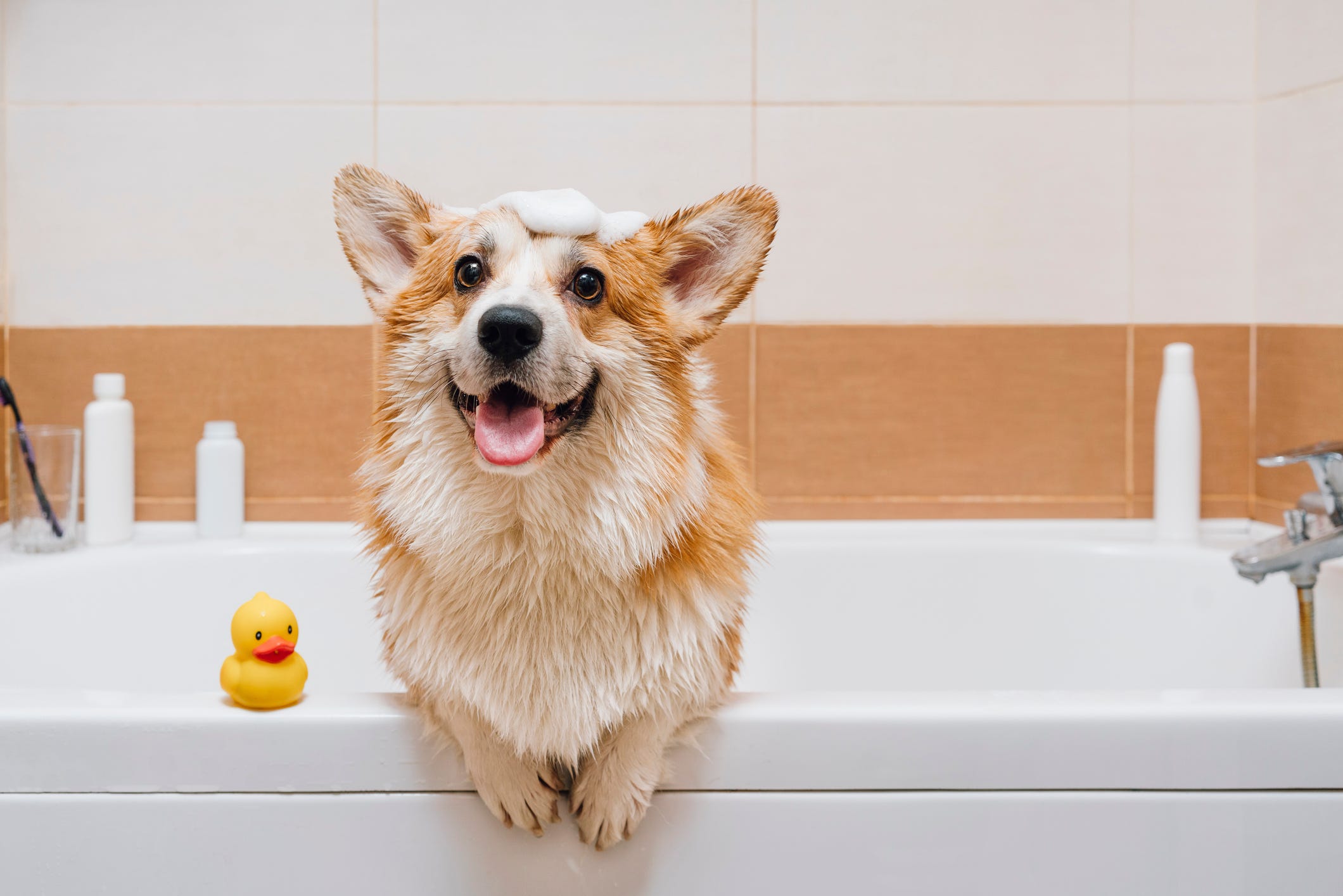 what is the best antibacterial shampoo for dogs