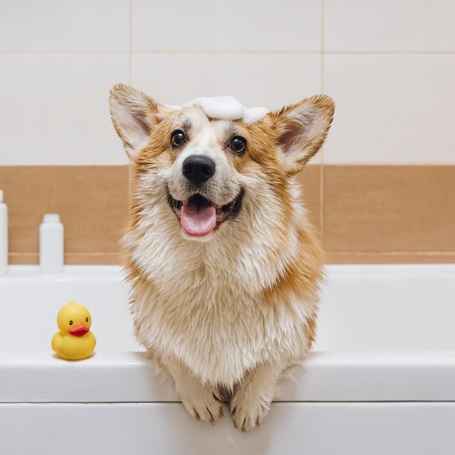 best dog shampoo  portrait of corgi dog standing in bathtub