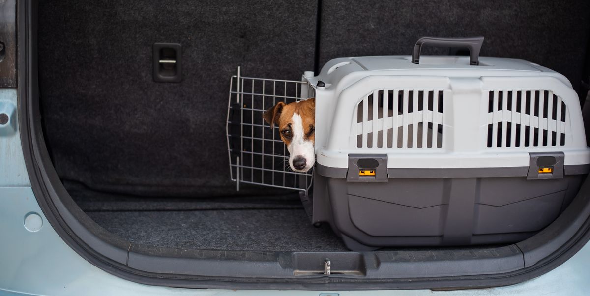 Best Crash-Tested Dog Car Seats, Carriers, Harnesses and Crates