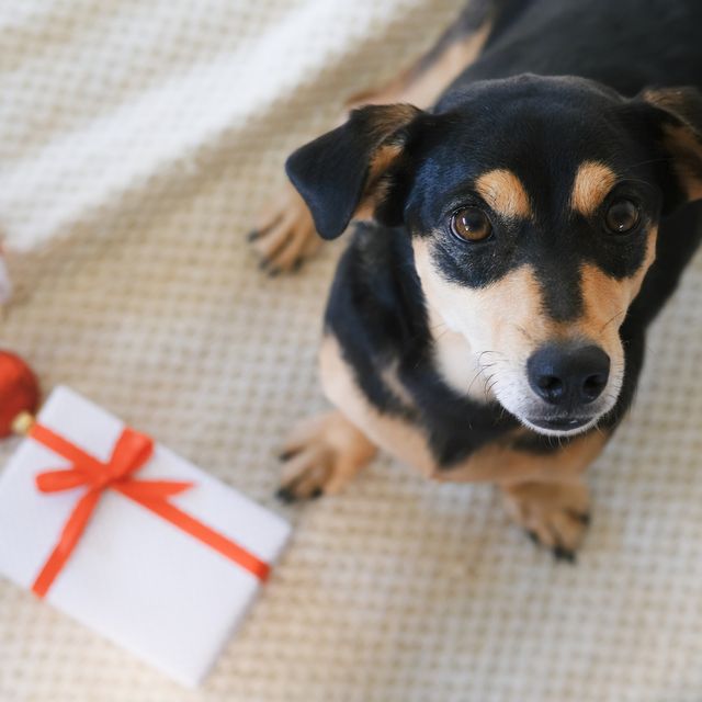 Portrait Of Dog Standing By Christmas Present At Home
