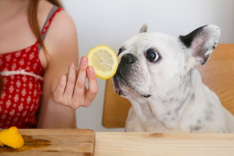 Bulldog oliendo una rodaja de limón Bulldog oliendo una rodaja de limón