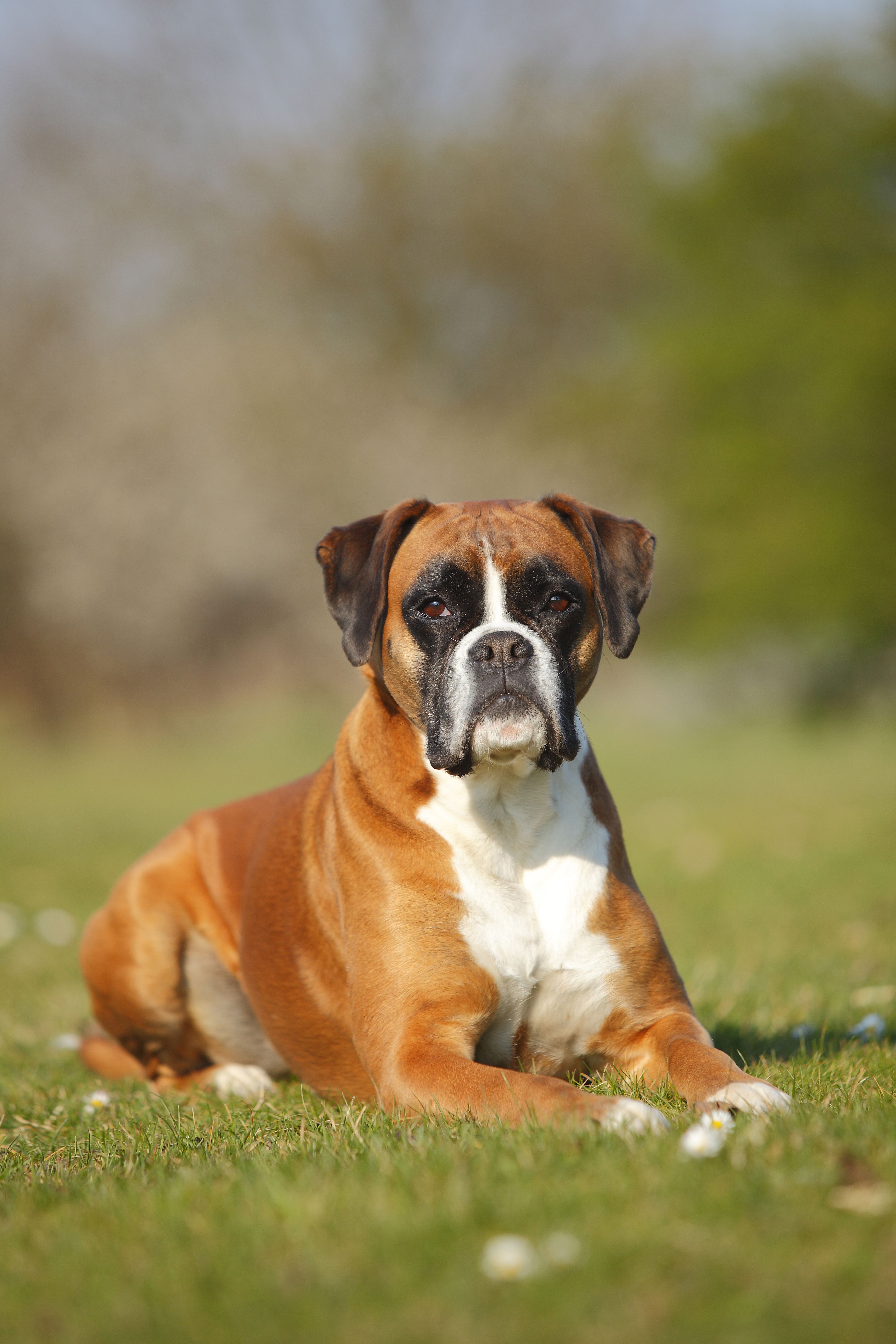 largest boxer dog