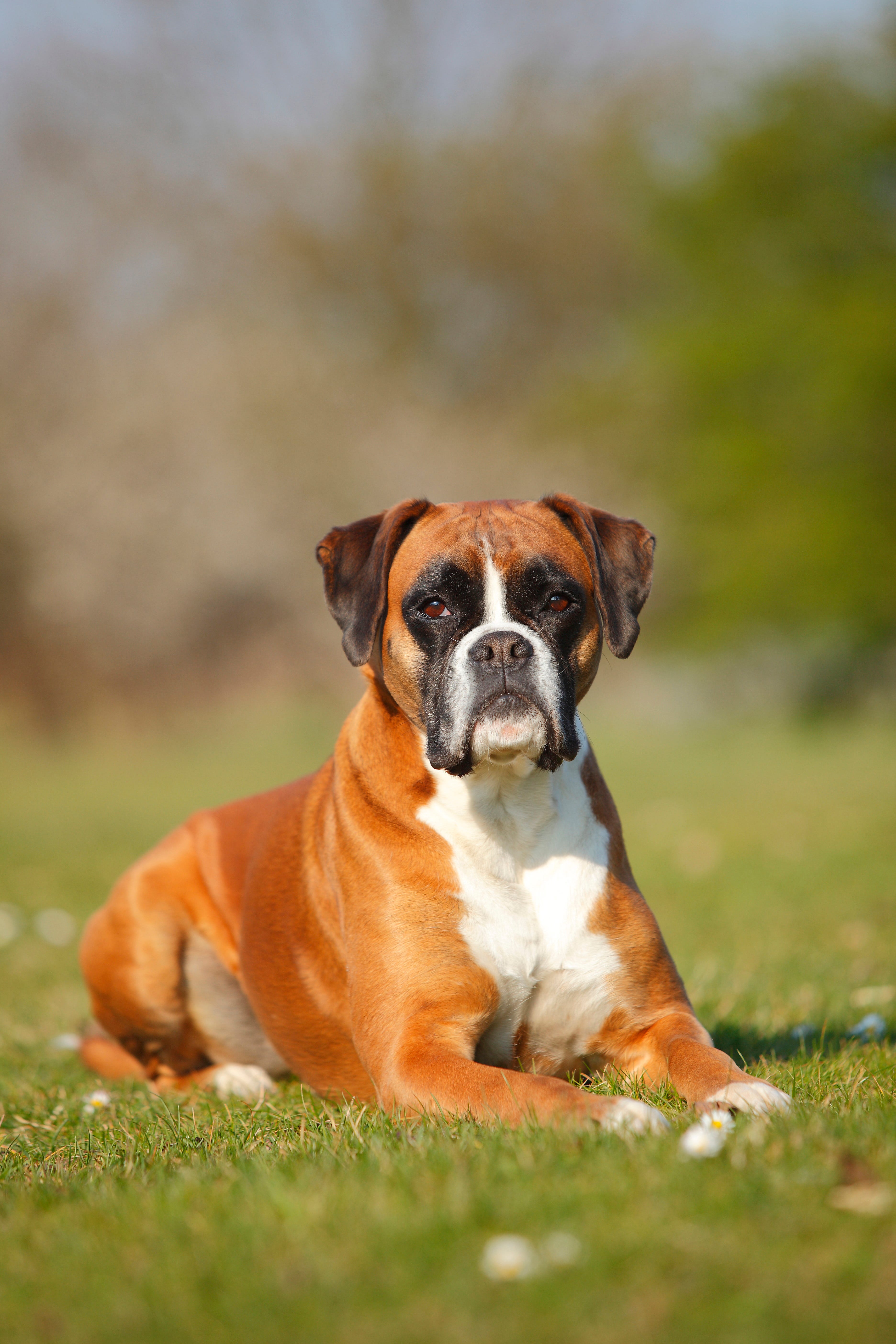 What Dogs Are Classed As Large Breeds