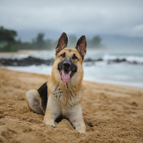 Portrait Of German Shepherd Sticking Out Tongue At Beach