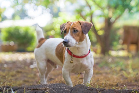 portrait of jack russell terrier a dog playing on the backyard in the light of a morning sunrise pet in the summer