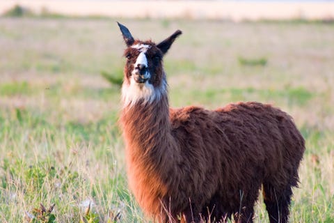 Portrait Of Lama Standing On Grassy Field