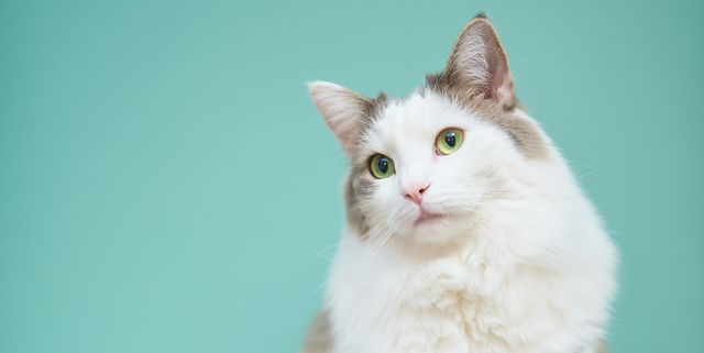portrait of white cat against blue background