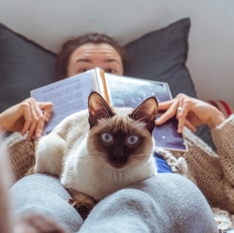 razones por las que los gatos son las mejores mascotas caseras