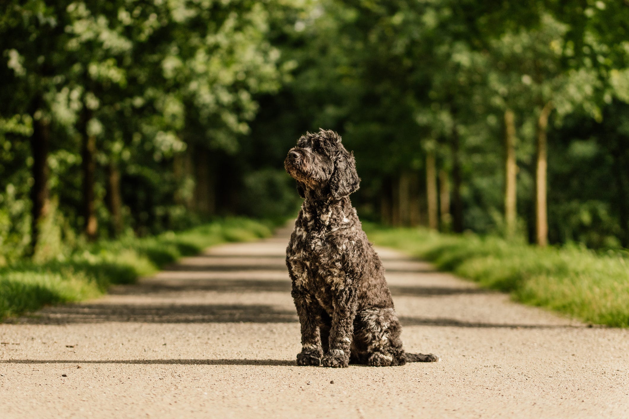 are portuguese water dogs good with strangers