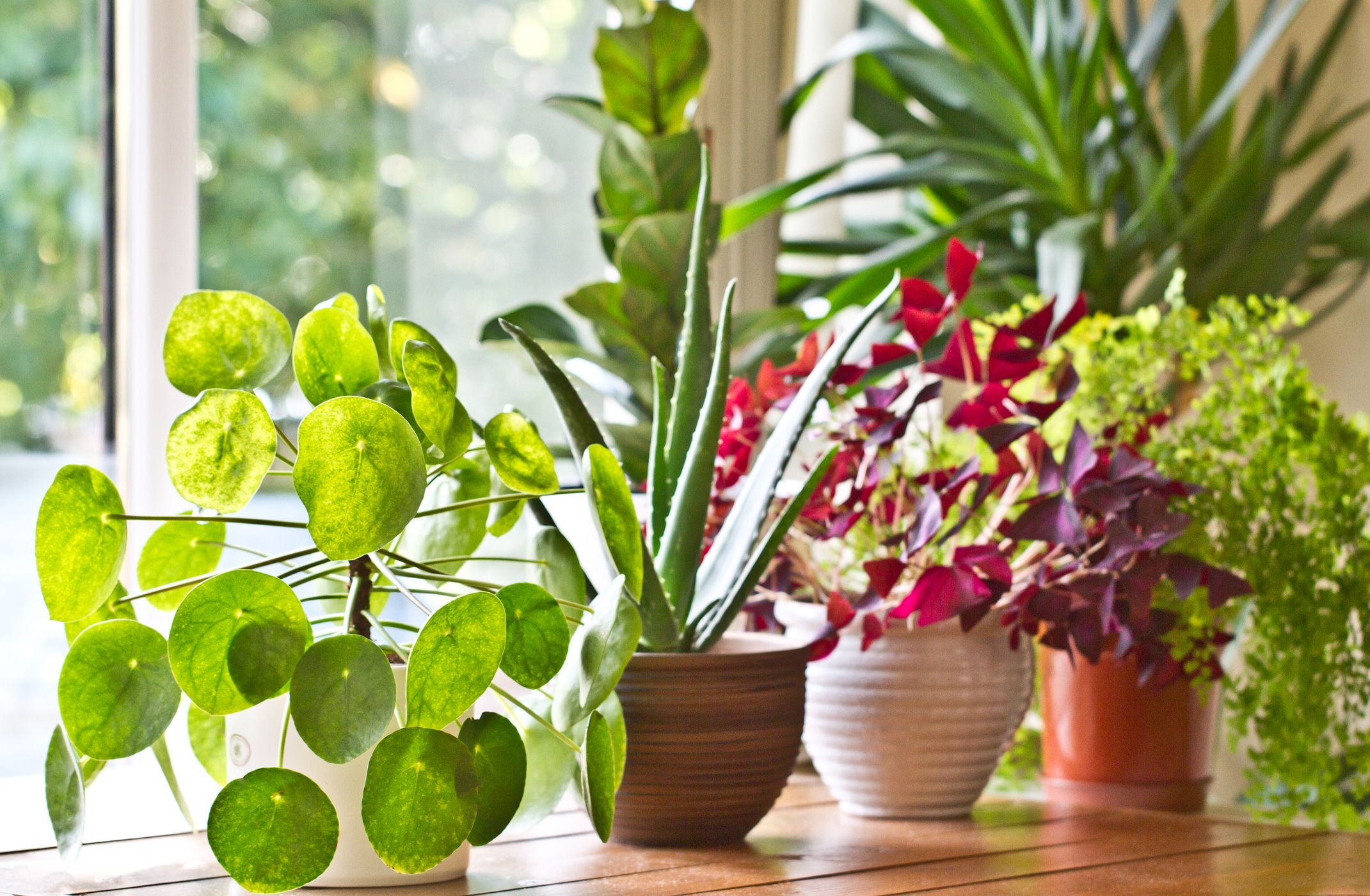 30 Easy Houseplants Easy To Care For Indoor Plants