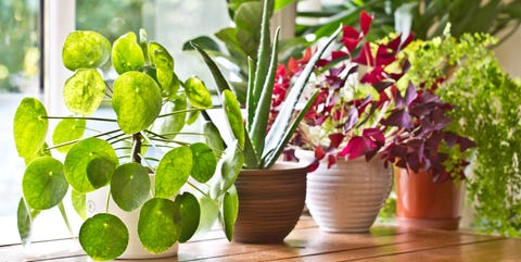 30 Easy  Houseplants Easy  To Care  For Indoor Plants 