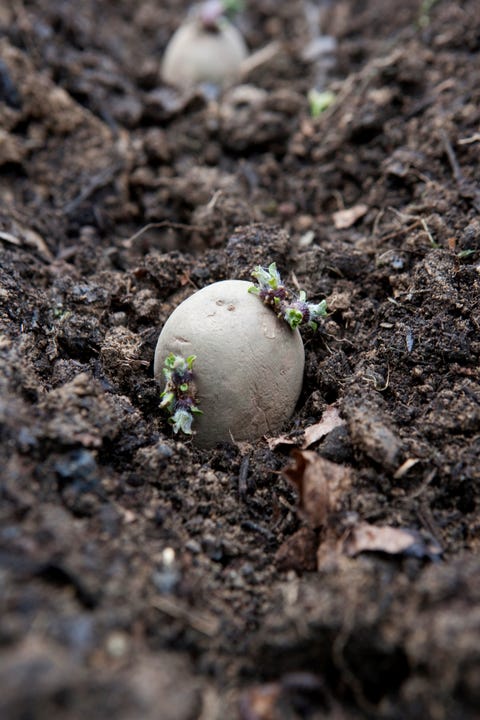 Potato chitting