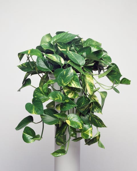 15 Best Indoor Plants For Apartments Low Maintenance Best Indoor Plants