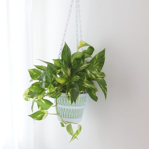 pothos   indoor hanging plant