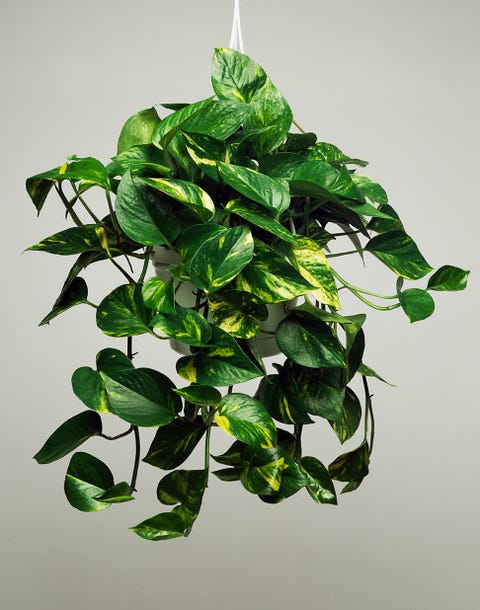 Potos Planta de potos