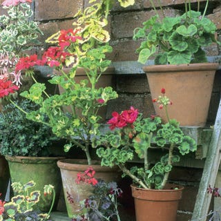 pots pots