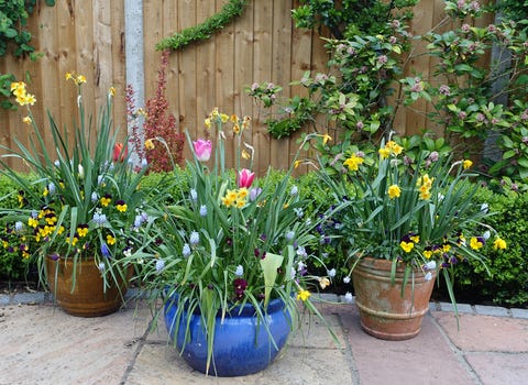 Pots containing spring flowers on a patio Pots containing spring flowers on a patio