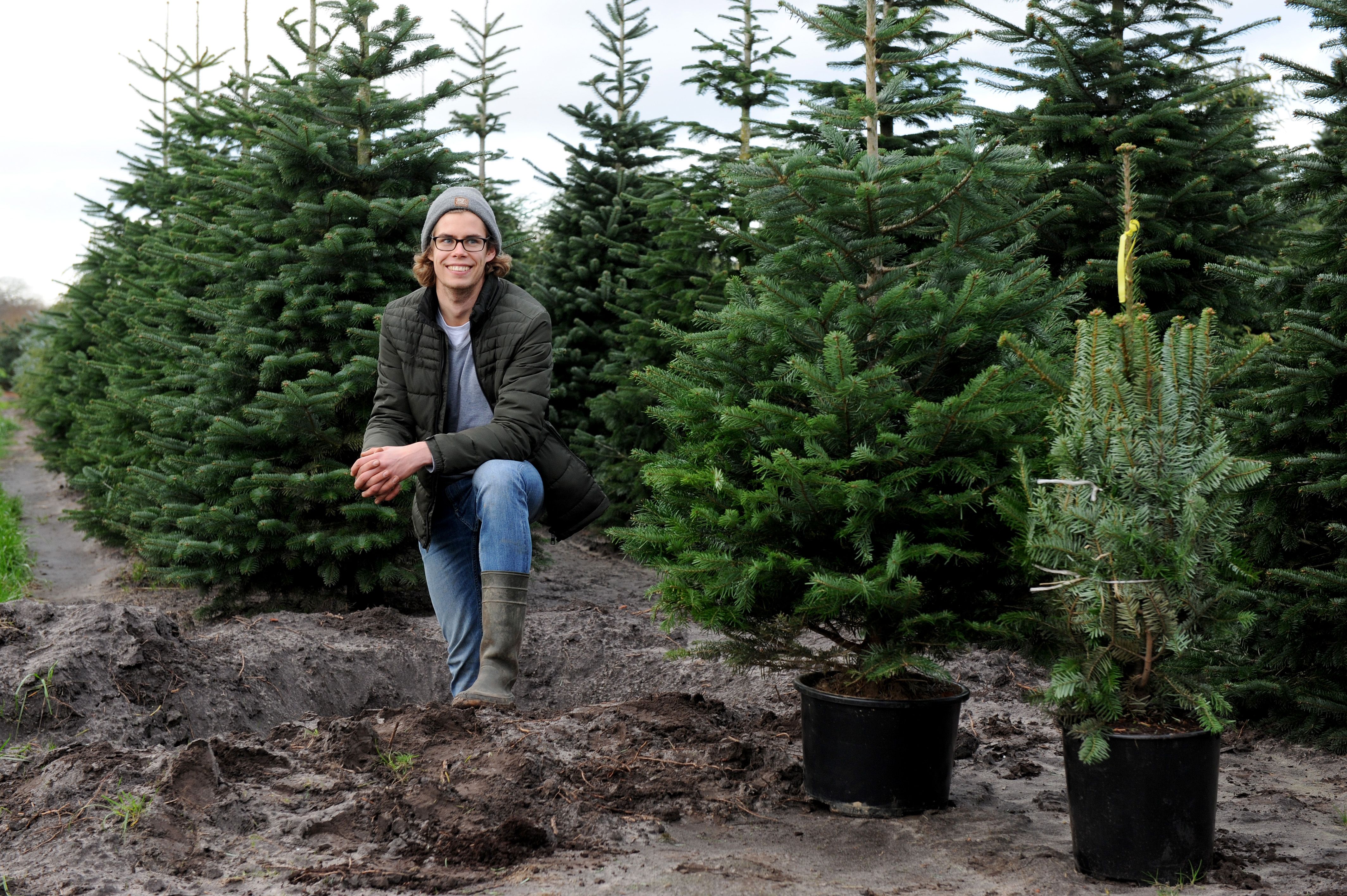 How to Care for a Potted Christmas Tree 