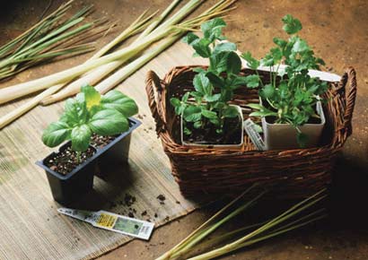 Potted Herbs