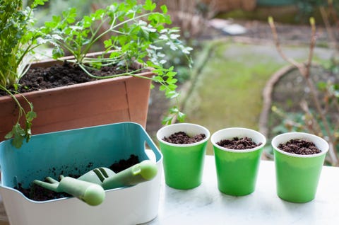 Potted herbs and cups filled with soil on windowsill