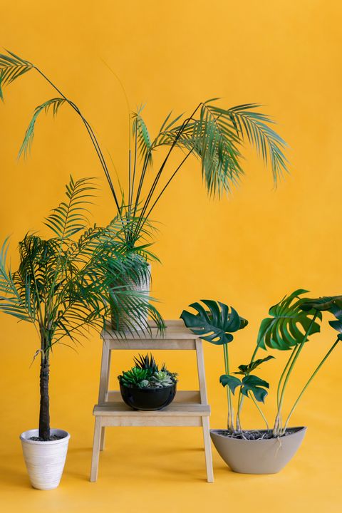 piante da appartamento su sfondo giallo