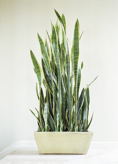Potted plant with green leaves Potted plant with green leaves