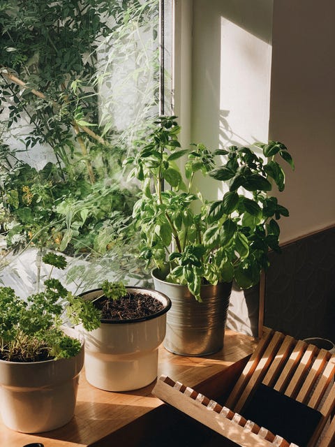 Potted plants growing in sunny window potted plants growing in sunny window
