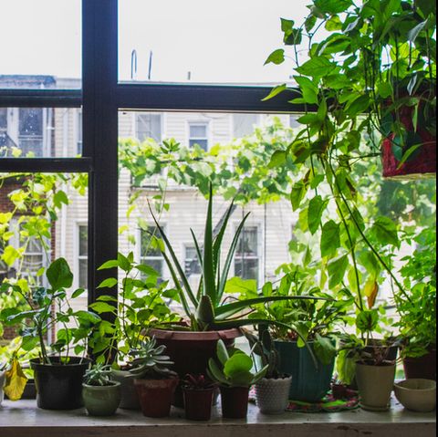 Potted Plants On Window Sill At Home