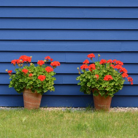 potted red geraniums against blue house siding