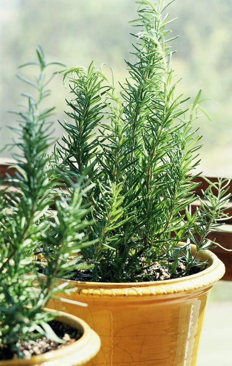 Rosemary in pot