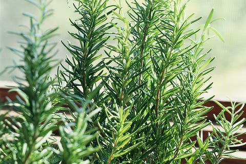 Rosemary in pot